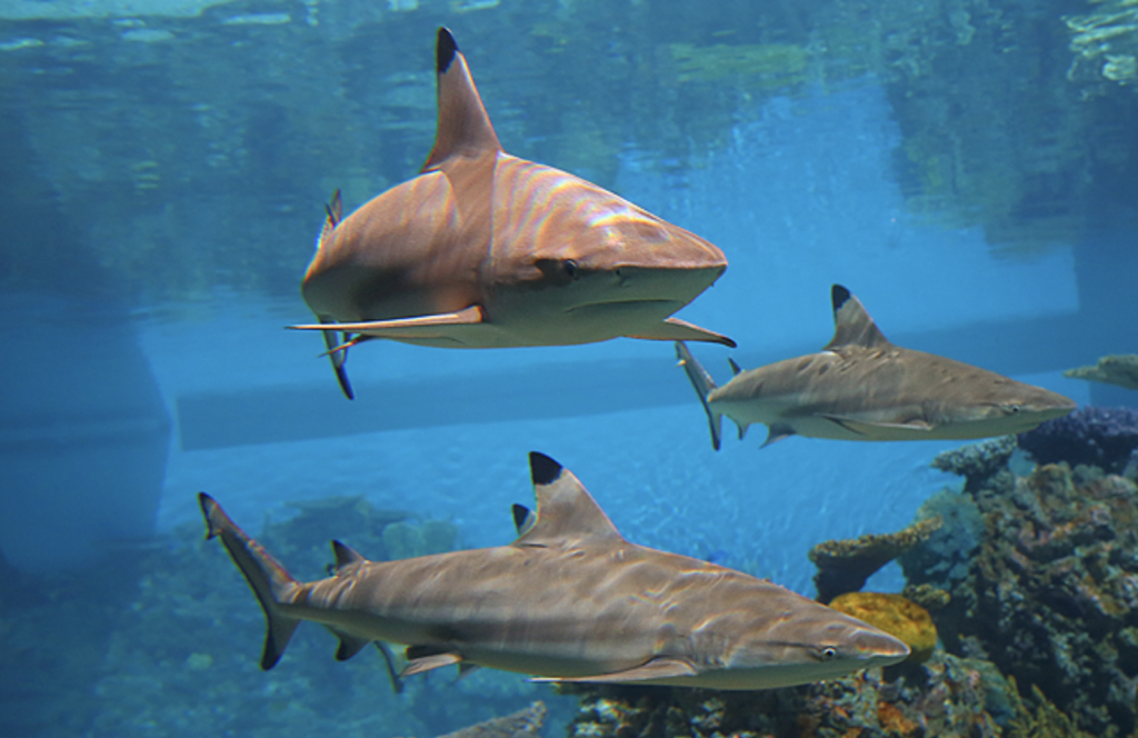 Three sharks swimming in the water provide an exciting distraction and escape during self-isolation amidst the coronavirus pandemic.