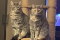 Two cats on a scratching post in front of a tv in the Resident Spotlight on Jane C on the 5th floor.